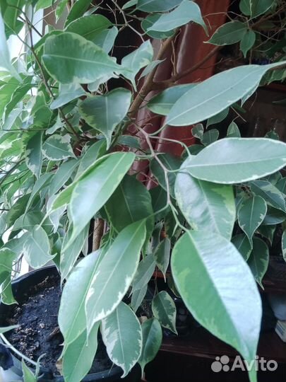 Фикус бенджамина