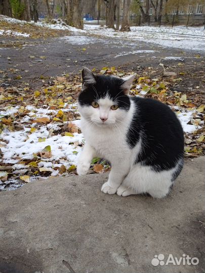 Котик в добрые руки