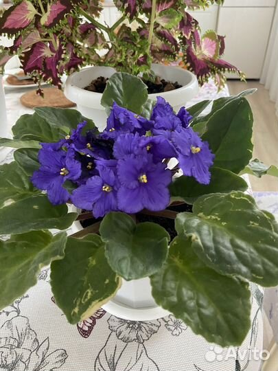 Фиалка цветущая в горшке