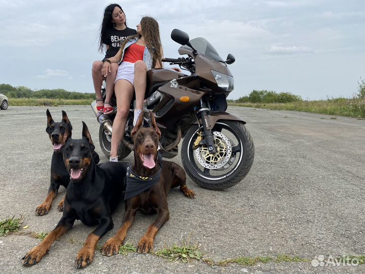 Фотосессия с доберманом