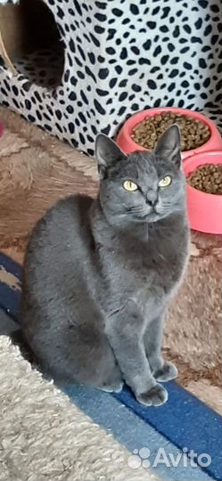 Кошечка Дотти ищет свой дом