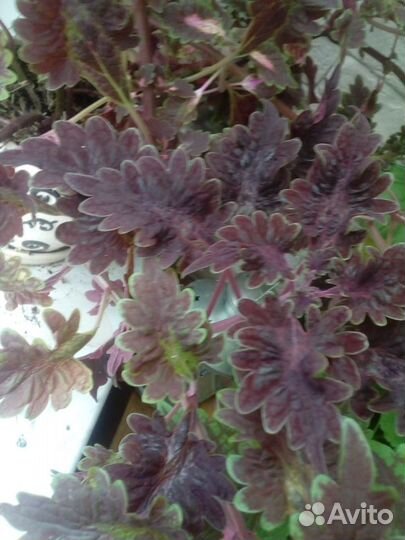 Колеусы, стрептокарпусы, оксалис, гуэрния