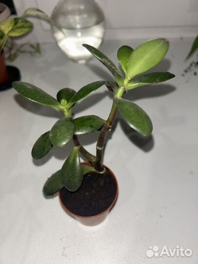 Красула Толстянка