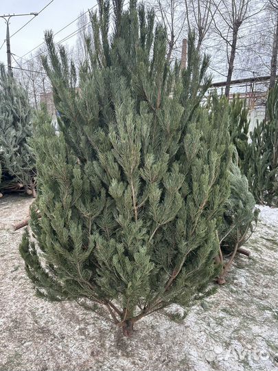 Продется сосна и ель