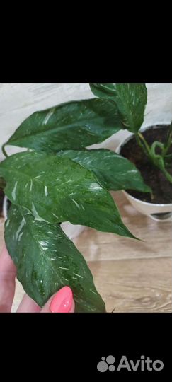 Спатифиллум Домино