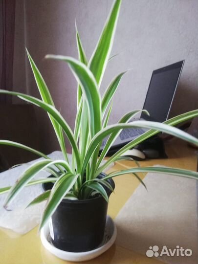 Хлорофитум