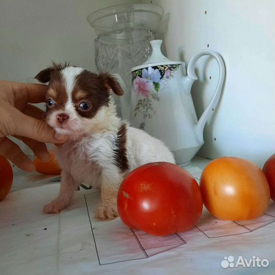 Мини мальЧишечка