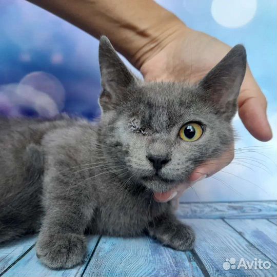 Русская голубая и фенотип бурманской