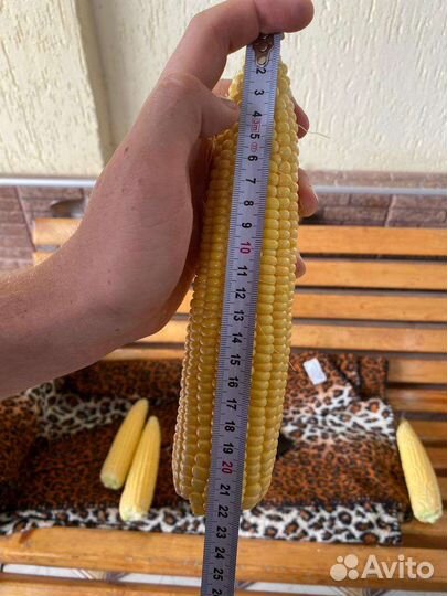 Сладкая кукуруза оптом