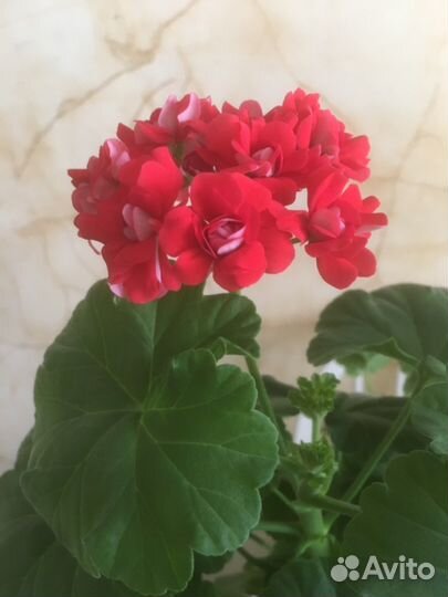 Пеларгония.Pink Rambler