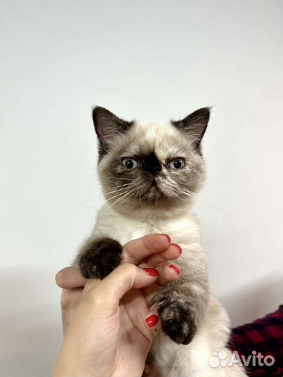 Экзотические котята