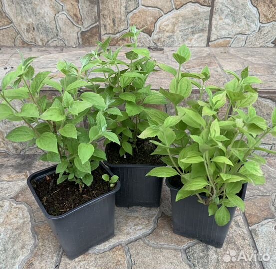 Жасмин садовый (чубушник)