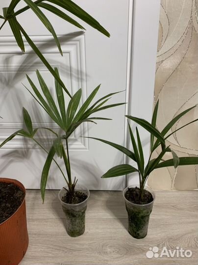 Пальма вашингтония (веерная)