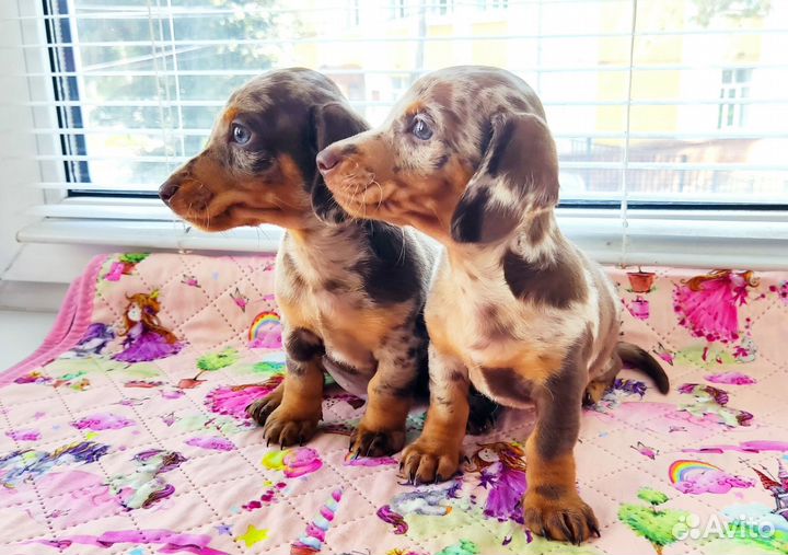 Такса кроличья/миниатюрная