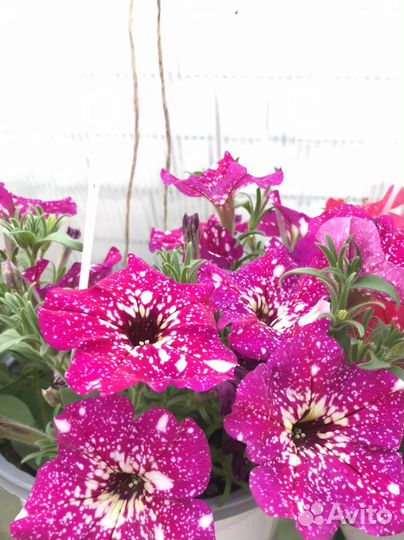 Кашпо с ампельной петунией