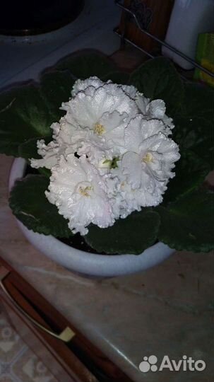 Фиалка, листики, детки