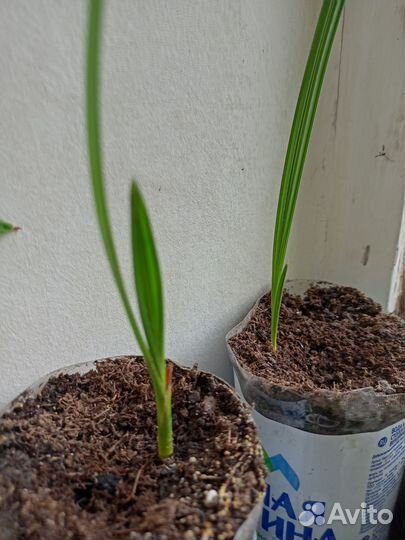 Финиковая пальма (саженцы)