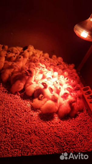 Утята муларды