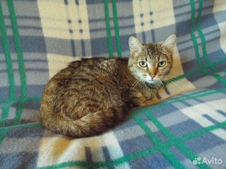 Ласковая кошка