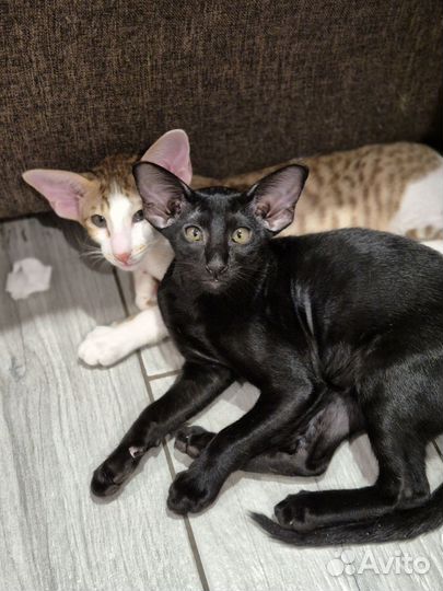 Ориентальные девочки