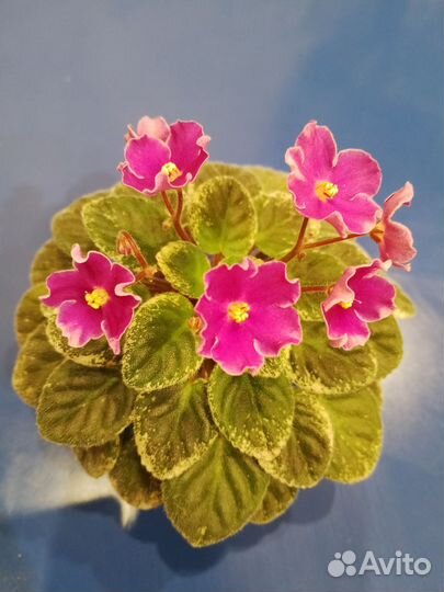 Фиалки цветущие