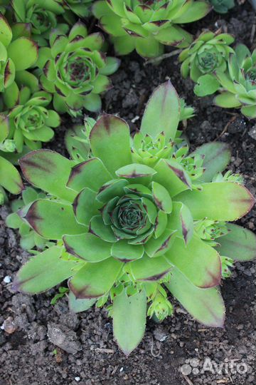 Барвинок, живучка, хоста, жемчужница