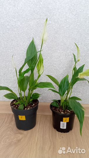 Спатифиллум Купидо