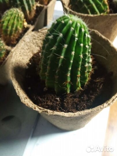 Кактус детки