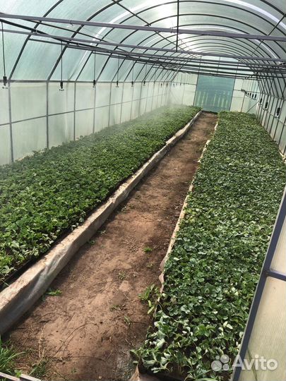 Насадка для полива (туманообразователь)