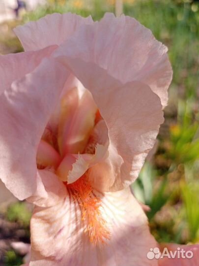 Ирис бородатый