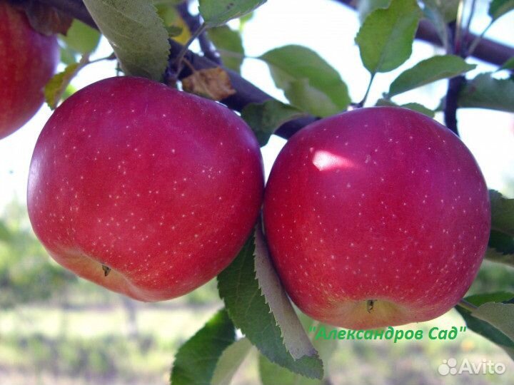 Сажены яблонь с закрытой корневой системой