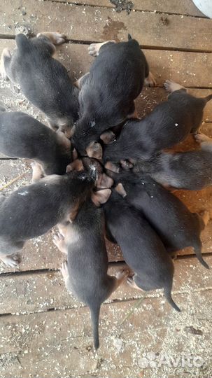 Щенки русской гончей