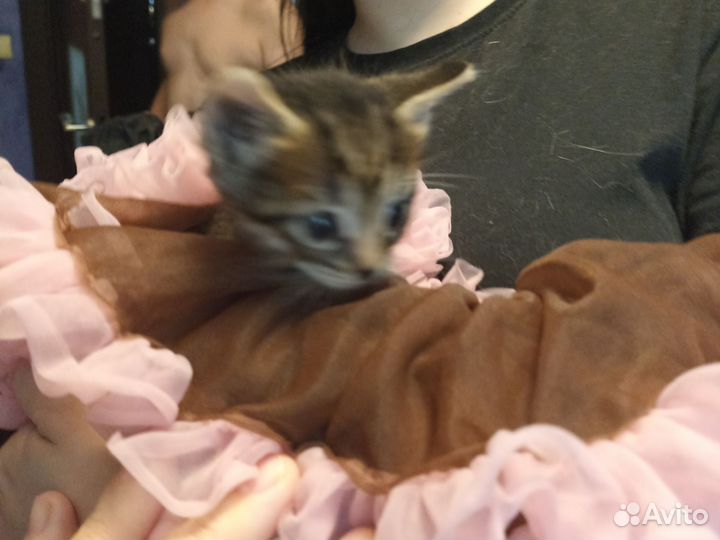 Котята в добрые руки дар