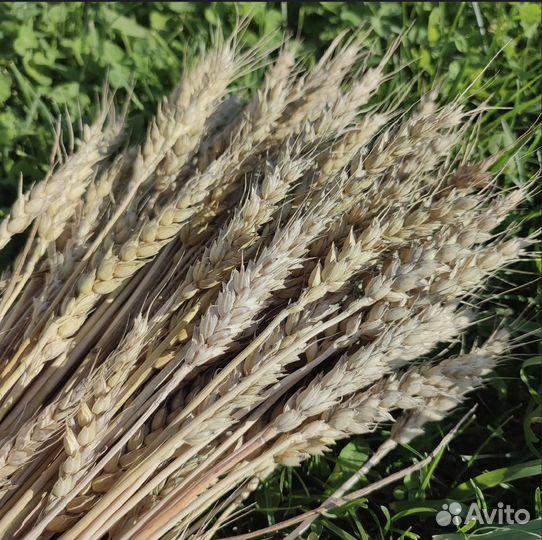 Букет из сухоцветов Пшеница