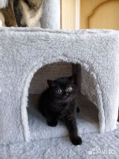 Шотландская кошечка