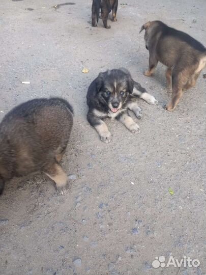 SOS Щенки бесплатно