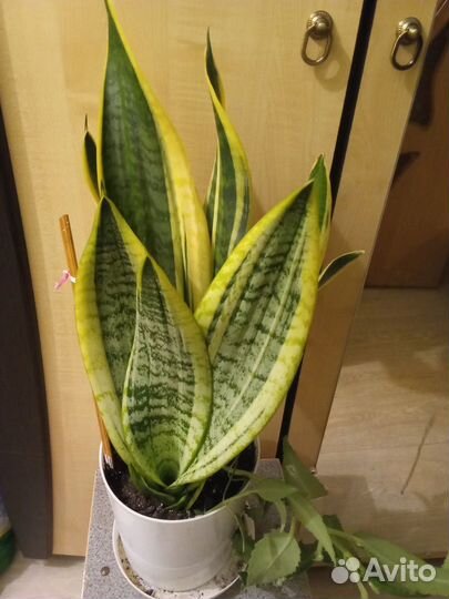 Фикус Бенджамина и сансевиерия Лоуренса