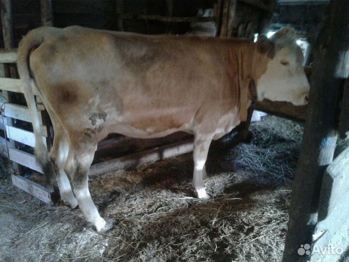 Быки и телки