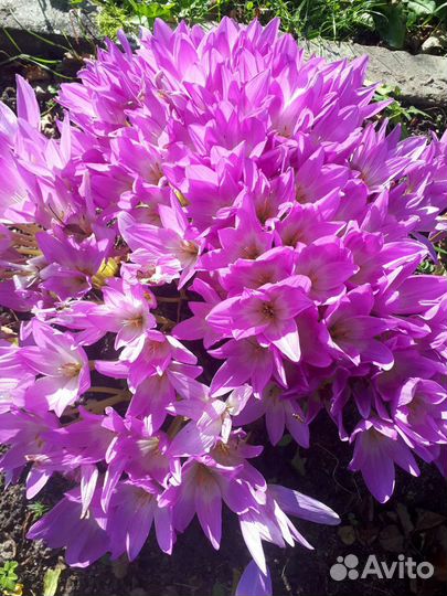 Безвременник