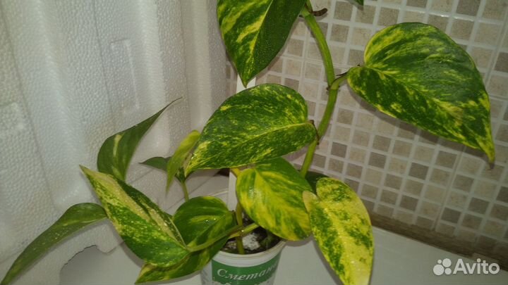 Эпипремнум 