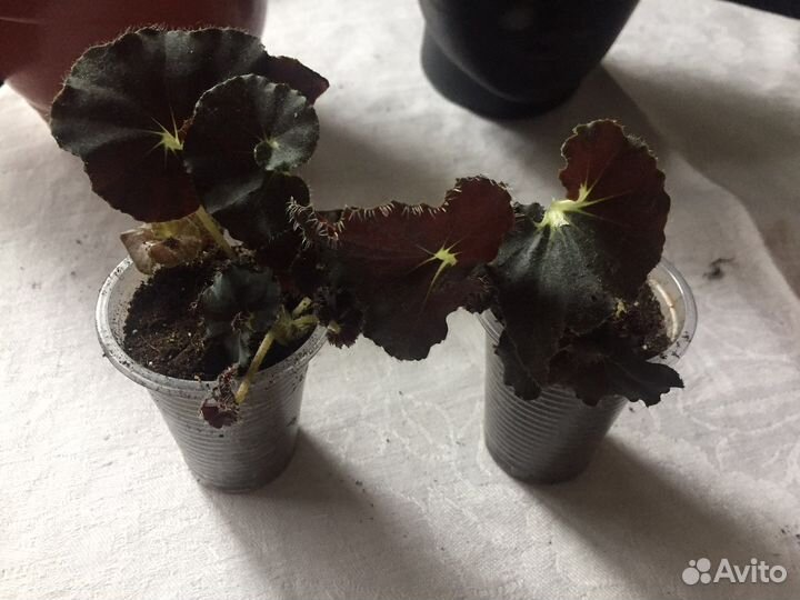 Бегония макулата и федор,чёрная мамба