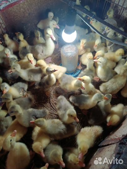 Гусята недельные