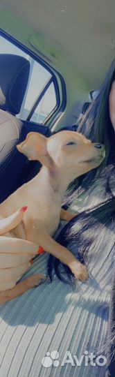 Мини той-терьер мальчик