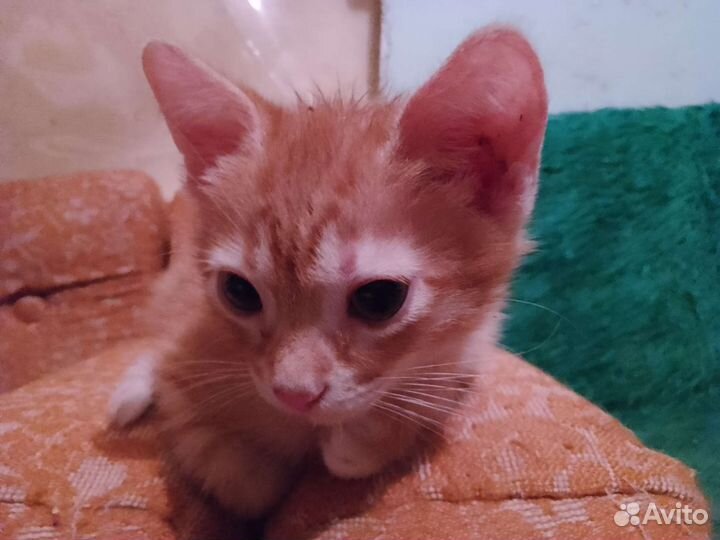 5 мая родились 5 котят мальчиков