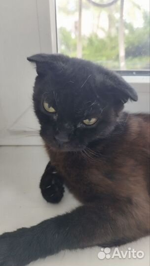 Вислоухая кошечка