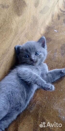 Шотландская вислоухая кошка бесплатно