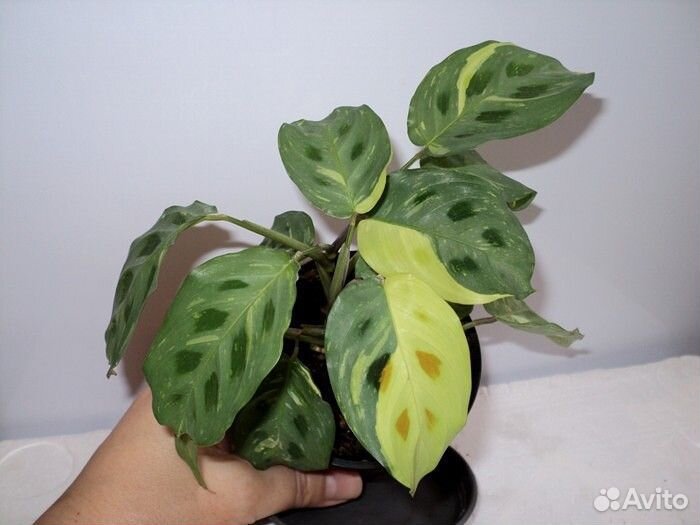 Растения комнатные разные