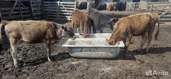 Телята бычки