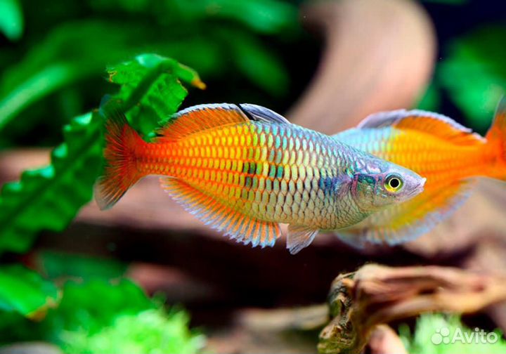 Радужница Боэсмана (Melanotaenia boesemani)