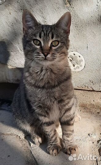 Котёнок-подросток